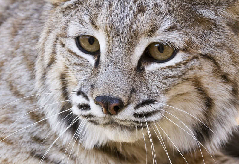 Bobcat Alley: Protecting New Jersey's Last Remaining Wild Cats